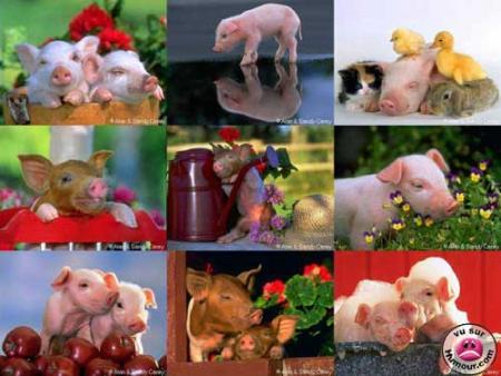 Photos Cochonnes